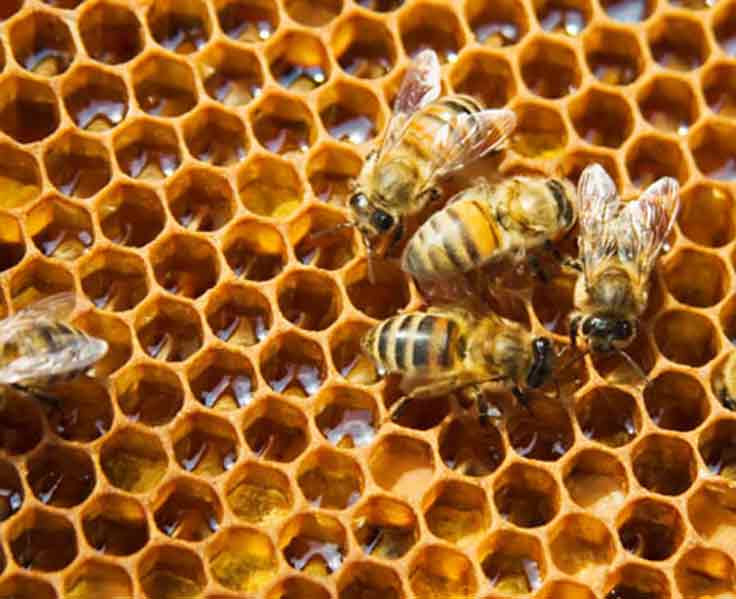 bees on honeycomb