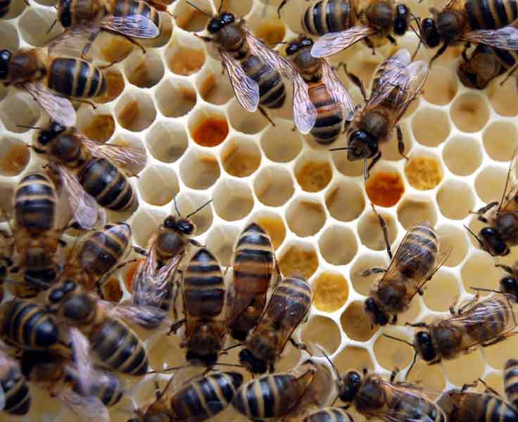 bees on new comb