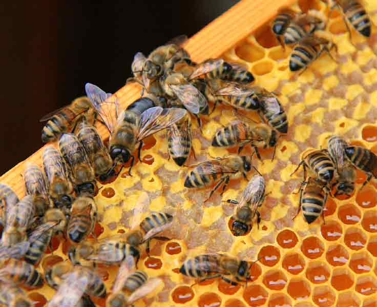 bees capping honey