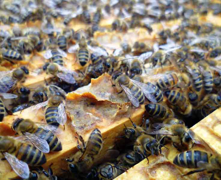 loads of bees