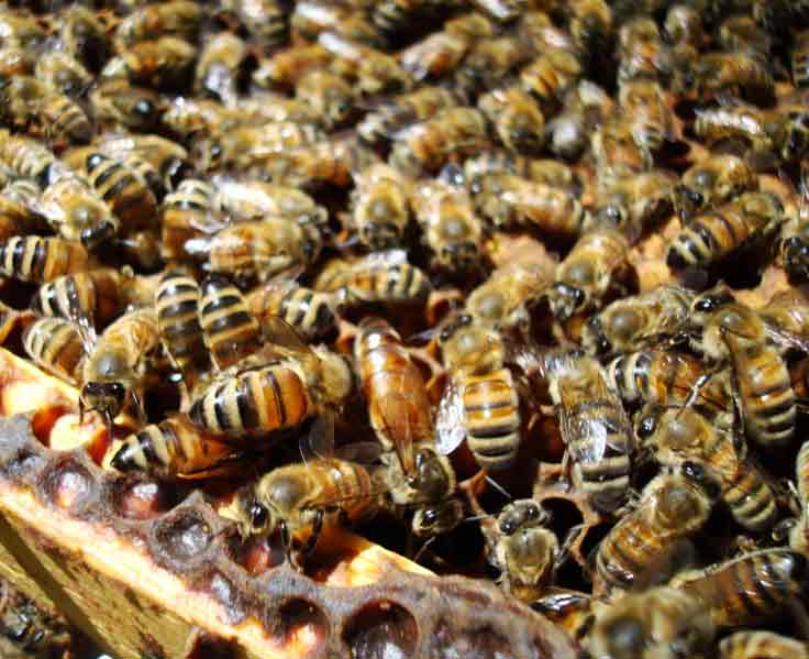 can you spot the Queen?